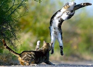 dancing cats